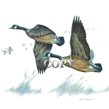 canada geese, goose, gander, flying, watercolor, art, painting, illustration, picture, clark bronson