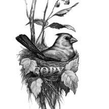 cardinal, nest, song bird, red, pencil drawing, sketch, art, illustration picture, clark bronson 