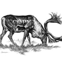 caribou, reindeer, bull, grazing, pencil drawing, sketch, art, illustration, picture, arctic, eskimo 