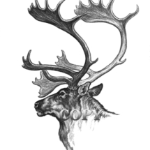 caribou, reindeer, bull, head, antlers, arctic, pencil drawing, sketch, art, illustration, picture, clark bronson, eskimo