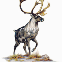 caribou, reindeer, arctic, eskimo, watercolor, painting, picture, illustration, art, clark bronson