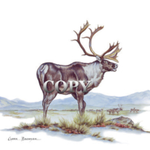 caribou bull, snow scene, watercolor, painting, art, illustration, picture , clark bronson, arctic, reindeer