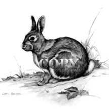 Cottontail, rabbit, pencil drawing, sketch, art, illustration, picture, clark bronson