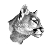 cougar, puma, mountain lion, head, pencil sketch, drawing, art, illustration, picture, clark bronson