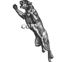 cougar, puma, mountain lion, jumping, pencil sketch, drawing, art, illustration, picture, clark bronson
