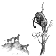 cougar, puma, mountain lion, dead tree, lion hounds on ledge, pencil drawing, sketch, art, illustration, picture, clark bronson, American West
