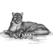 cougar, puma, mountain lion, pencil drawing, sketch, art, illustration, picture, clark bronson