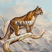 cougar, puma, mountain lion, tree branch, watercolor, art, illustration, picture, painting, art, clark bronson
