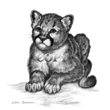 cougar cub, kitten, puma, mountain lion, pencil drawing, sketch, art, illustration, picture, clark bronson