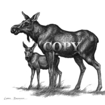 cow moose, calf, pencil sketch, drawing, art, illustration, picture, clark bronson