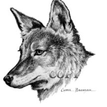 coyote, head, bust, pencil drawing, art sketch, picture, illustration, clark bronson 