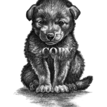 coyote, pup, cub, art, sitting, pencil drawing, sketch, picture, illustration, clark bronson