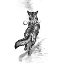 coyote, chasing a cottontail rabbit, art, illustration, picture, pencil sketch, drawing, clark bronson