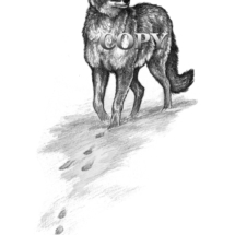 Coyote fallowing Rabbit tracks snowCopy Over 75 dpi