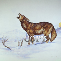 coyote, howling, art, moon rising, winter, deer antlers, scene, watercolor, painting, picture, illustration, clark bronson