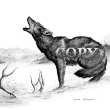 coyote, howling, art, winter scene, deer antlers, snow, winter, scene, pencil, sketch, drawing, illustration, picture, clark bronson 