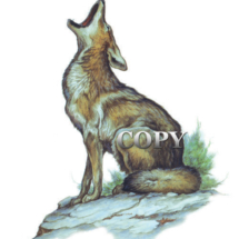 coyote, prairie wolf, howling, watercolor, painting, picture, illustration, clark bronson