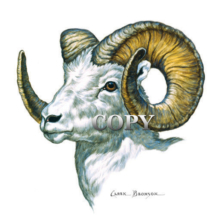 call sheep, bust, head, curled horns, watercolor, painting, picture, illustration, clark bronson 