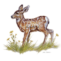 mule, deer, fawn, flowers, watercolor, painting, picture, scene, Bambi, clark bronson 