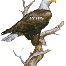 bald, eagle, trout, perched on dead tree, watercolor, painting, picture, illustration, clark bronson