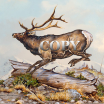 bull, elk, running, jumping, watercolor, painting, scene, picture, illustration, clark bronson