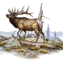 bull, elk, bugling, mountain ridge scene, watercolor, painting, picture, illustration, clark bronson 
