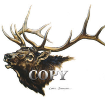 bull elk head, bugling, antlers, watercolor, painting, picture, illustration, clark bronson