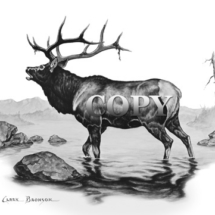bull elk, bugle, mountain lake scene, pencil drawing, picture, illustration, clark bronson