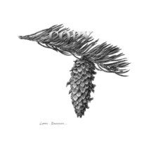 engelmann, spruce, cone, branch, pencil sketch, picture, illustration, drawing, clark bronson