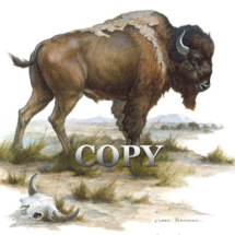 american buffalo, bison, watercolor, painting, art, picture, illustration, clark bronson