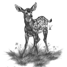 fawn, deer, bambi, art, pencil sketch, drawing, illustration, picture, clark bronson