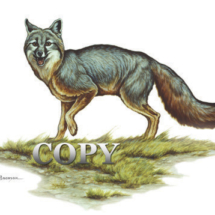 gray fox, watercolor, painting, picture, art, illustration, clark bronson