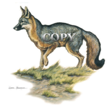 gray fox, standing, looking, art, picture, watercolor, illustration, clark bronson