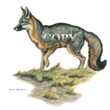 gray fox, standing, looking, art, picture, watercolor, illustration, clark bronson