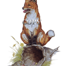 red fox, on log, art, watercolor, illustration, picture, painting, art, clark bronson