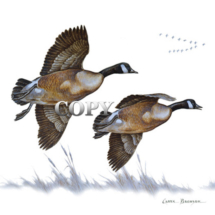 geese, canada, pair, flying, art, picture, watercolor, illustration, clark bronson