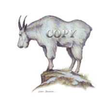 goat, rocky mountain, ledge, art, picture, watercolor, illustration, clark bronson