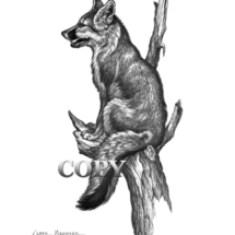 gray fox, sitting in tree, pencil, sketch, art, drawing, picture, illustration, clark bronson 