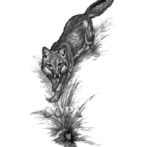 gray fox, hunting mice, pencil drawing, sketch, illustration, picture, clark bronson