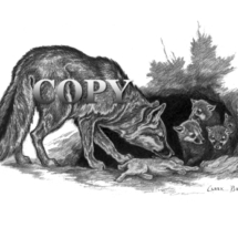 gray fox, den with rabbit, four pups, art, pencil drawing, picture, sketch, clark bronson