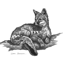 gray fox, lying on tree branch, art, pencil drawing, sketch, illustration, clark bronson, art