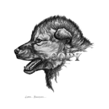 wolf, pup, head, bust, side view, pencil drawing, sketch, picture, illustration, clark bronson 