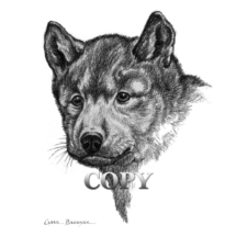 gray, wolf, pup, head pencil drawing, sketch, picture, illustration, clark bronson