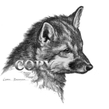 gray fox, pup, cub, head, pencil drawing, sketch, picture, illustration, clark bronson 