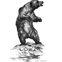 grizzly, brown, bear, standing, pencil sketch, picture, kodiak, drawing, clark bronson