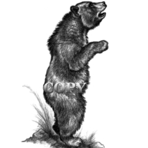 grizzly, brown, bear, cub standing, pencil sketch, drawing, illustration, picture, clark bronson 