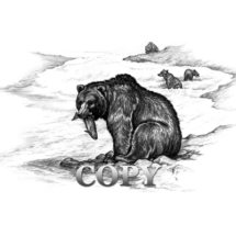 grizzly, bear, brown, kodiak, salmon, fishing, pencil drawing, sketch, illustration, picture, clark bronson 