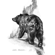 grizzly, brown, bear, scene, walking, pencil drawing, sketch, picture, illustration, clark bronson 