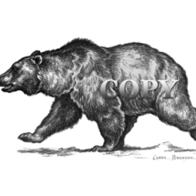 grizzly, brown, bear running, pencil, drawing, sketch, picture, illustration, clark bronson 