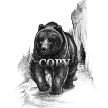 grizzly, brown, bear winter cave, pencil, drawing, sketch, illustration, picture, clark bronson